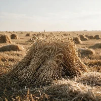 Agricultural Straw Agricultural Straw